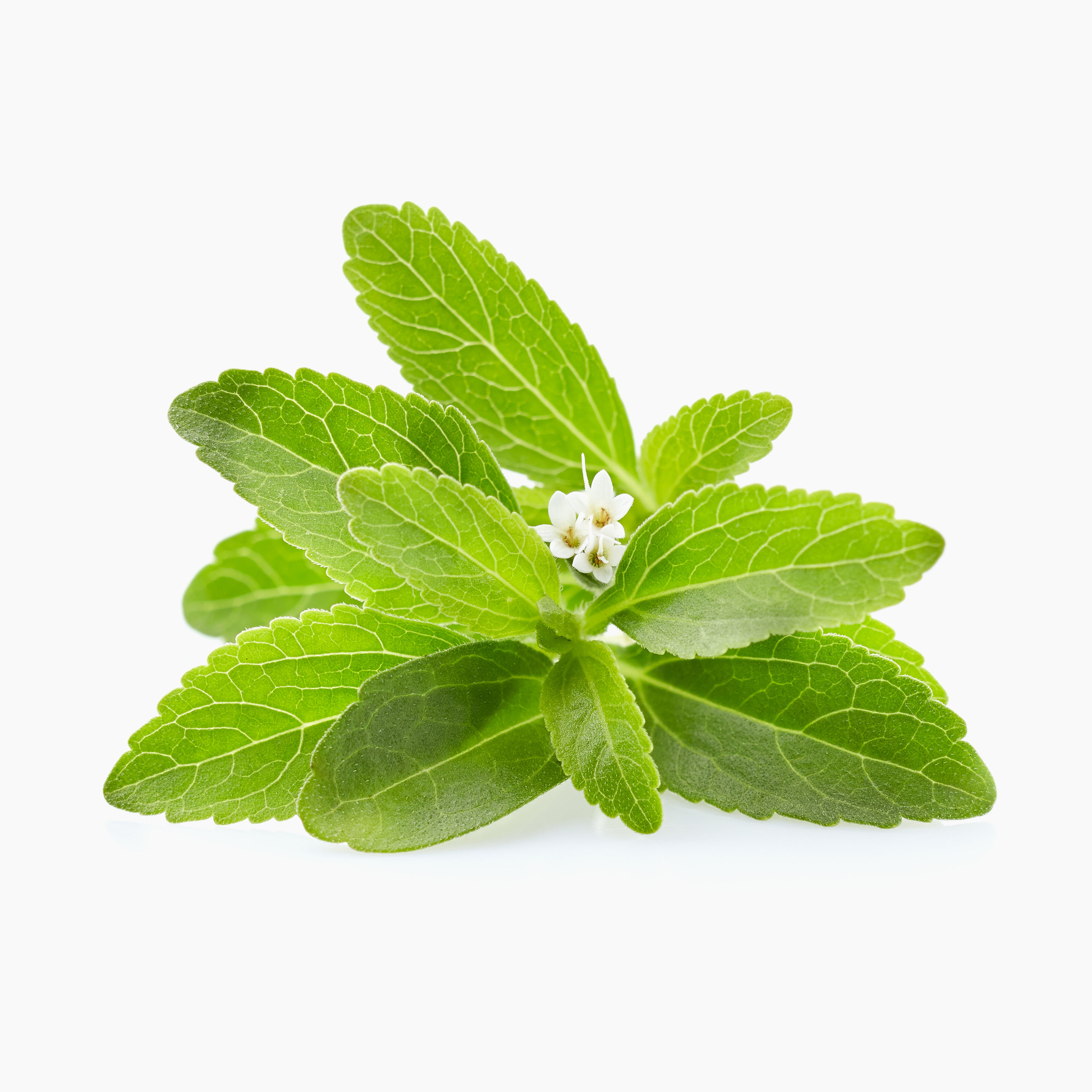 stevia részlet